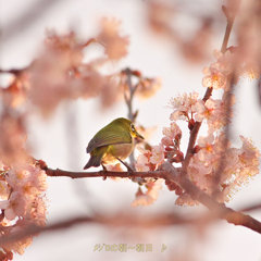 ﾒｼﾞﾛの春