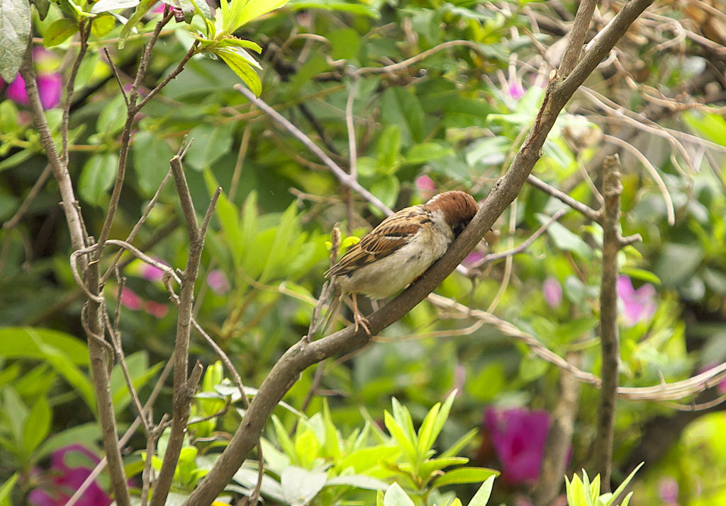 春の音~耳鳴りでしょうか？