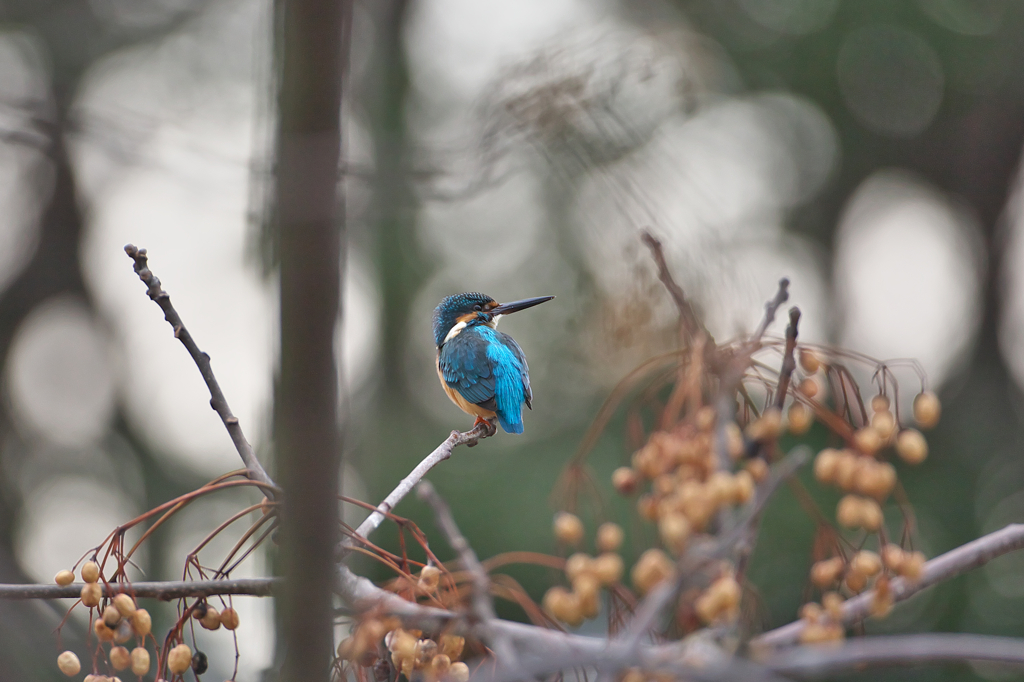 朝一　イケメン2 ♪