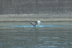 ドブン～　サブン～