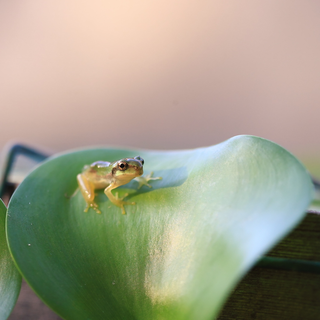 Ｇｏｏｄ　Ｍｏｒｎｉｎｇ