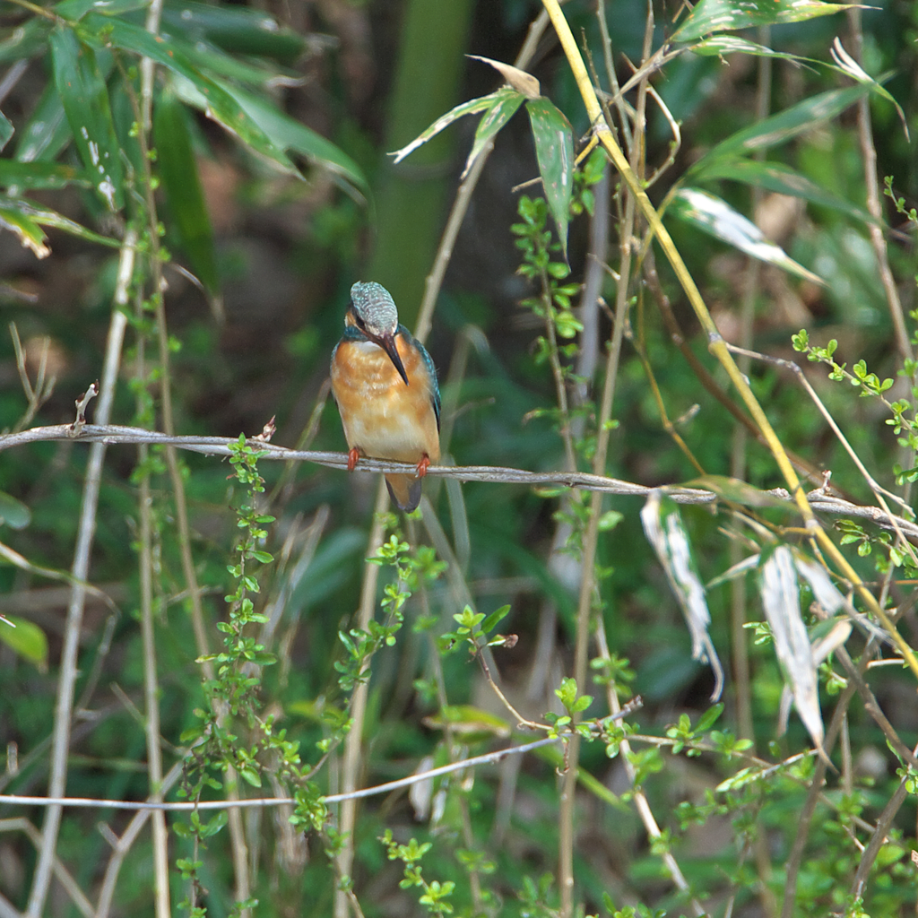 カワ子よ　一声～～