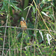 カワ子よ　一声～～