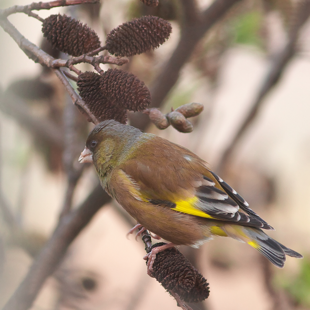 ４０D感動～♪ヒワ君