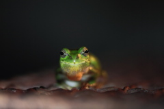 恋人　募集中～～