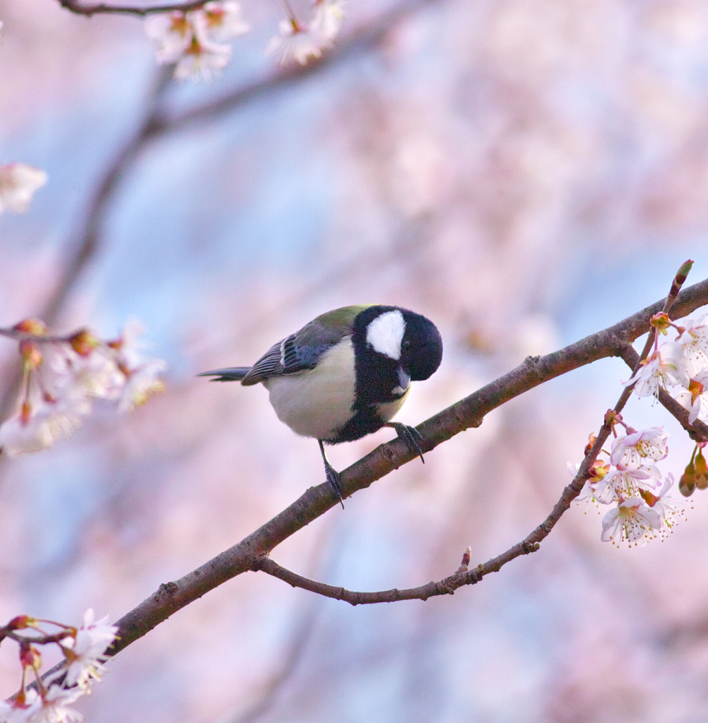 ３春賛歌～花鳥