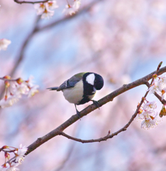 ３春賛歌～花鳥
