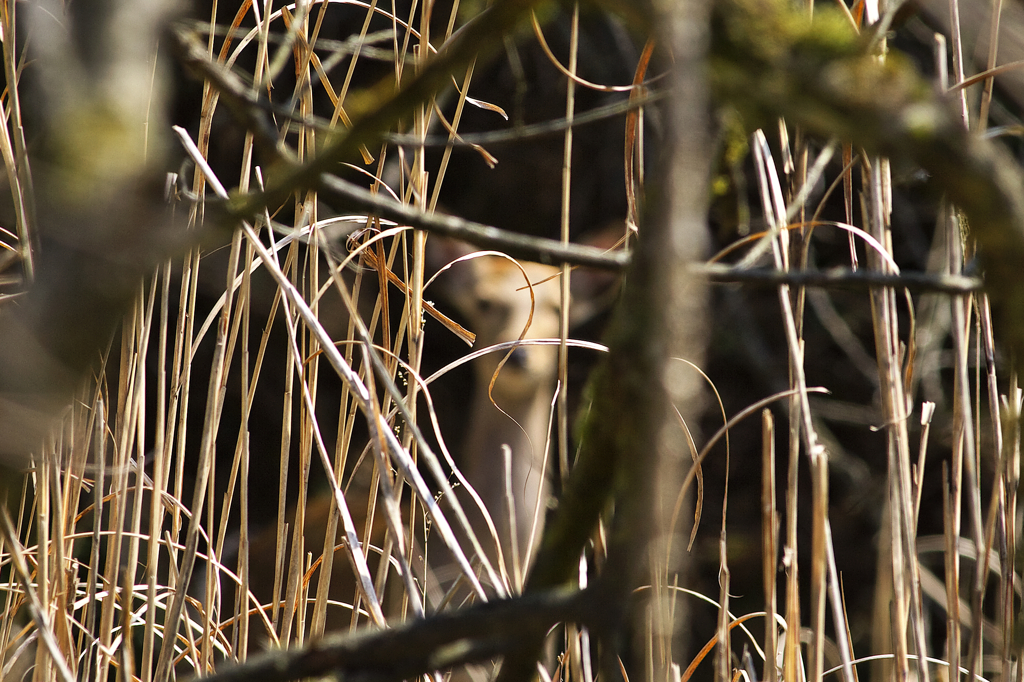 かやとに近づく～