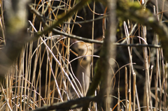 かやとに近づく～