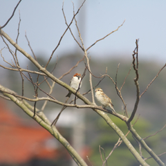 ﾁｭﾝ「前に行っちゃいかん　AFが迷う～」