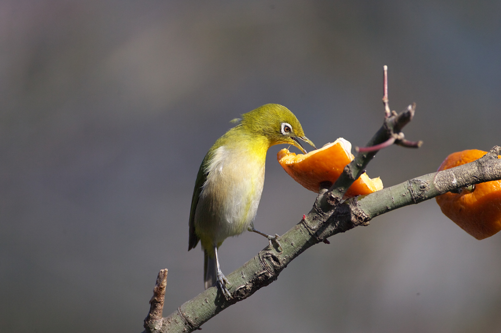 素晴らしき~迸る命