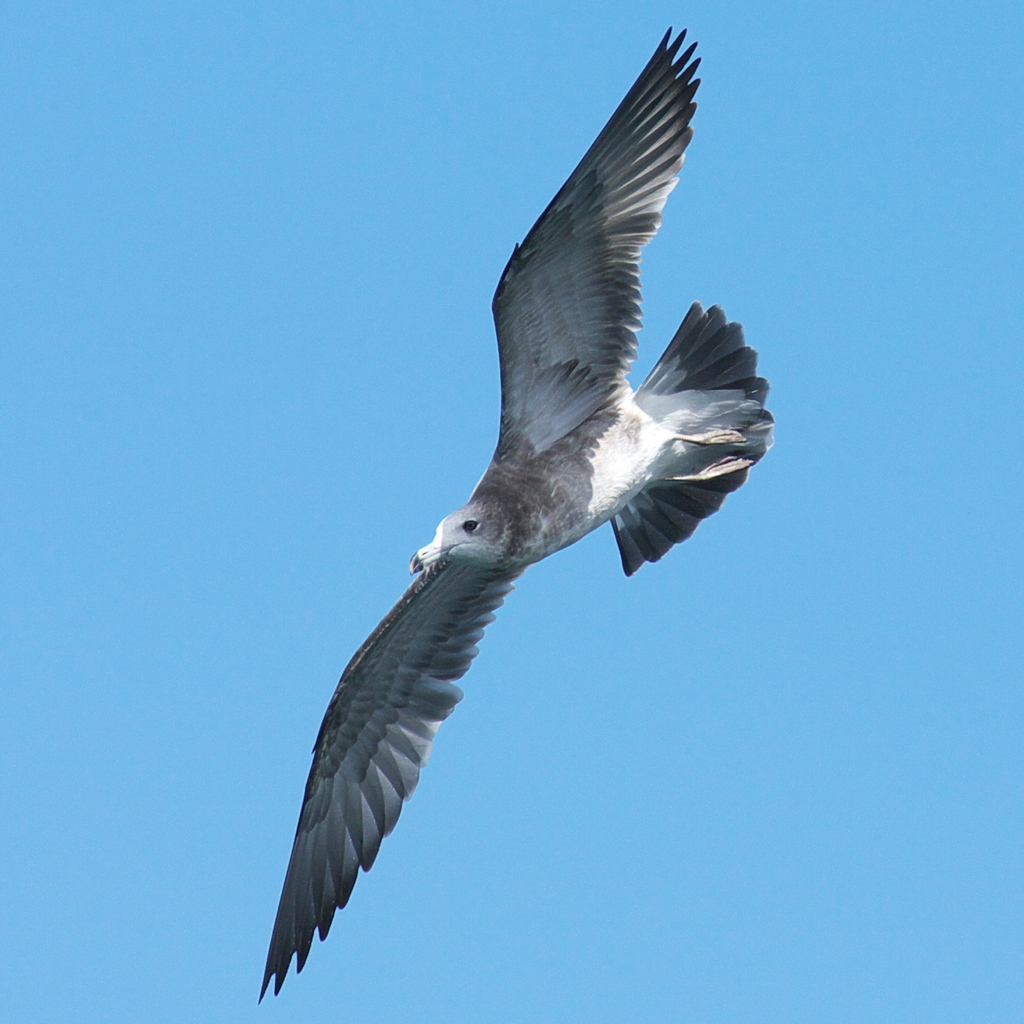 飛んでみたい～～♪