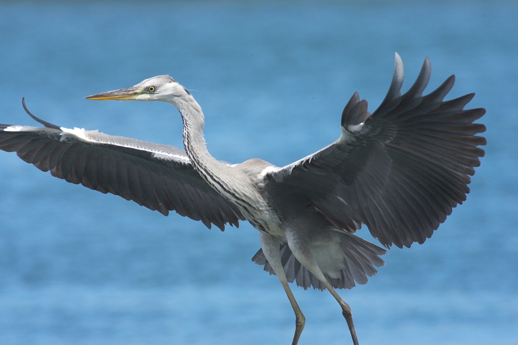 足が長い鷺でした～～涙のテレコン