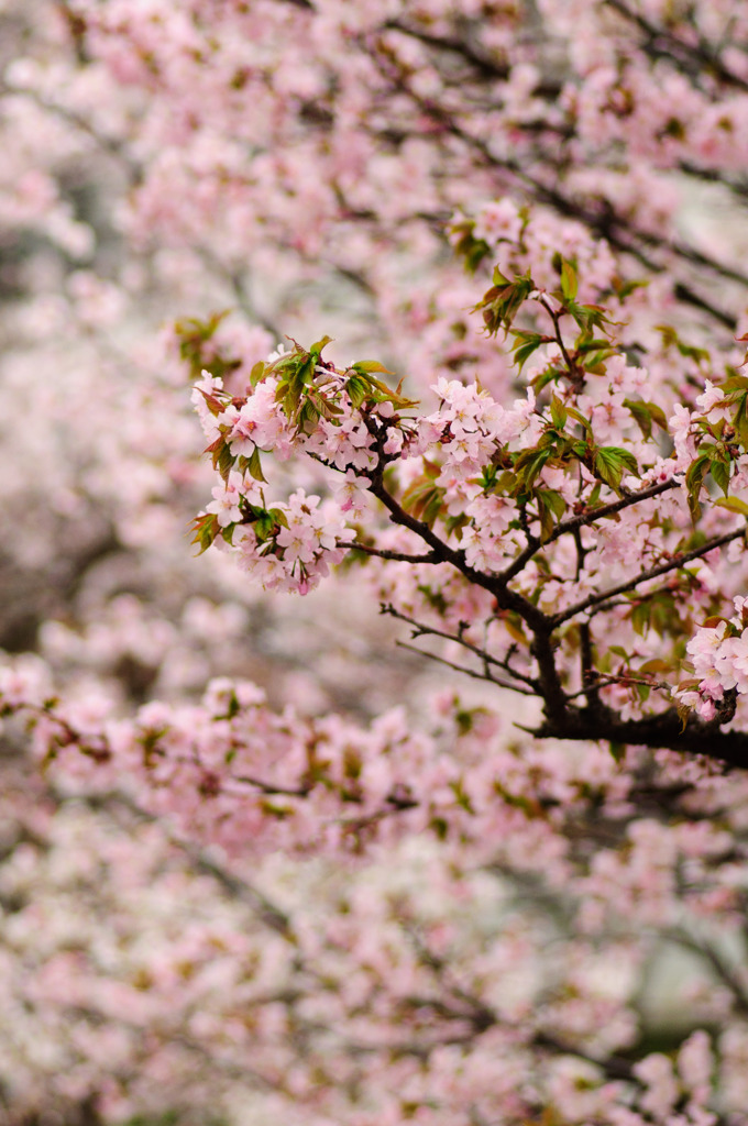千島桜