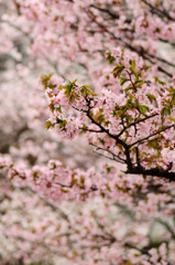 千島桜