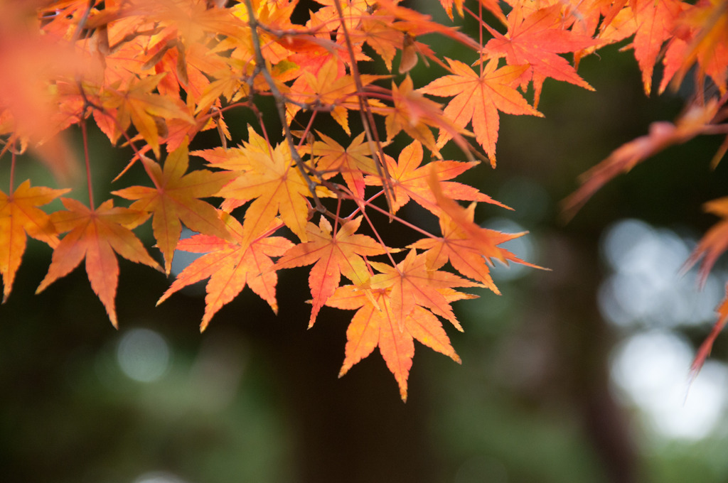 紅葉