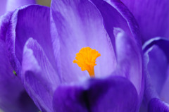 Crocus