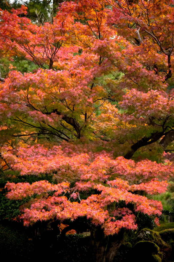 紅葉