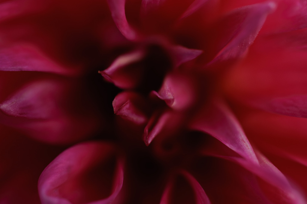 花弁