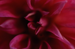 花弁