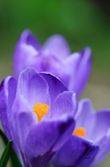 Crocus