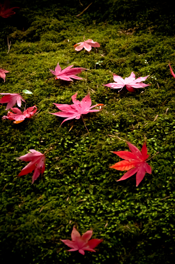 落紅葉