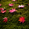 落紅葉