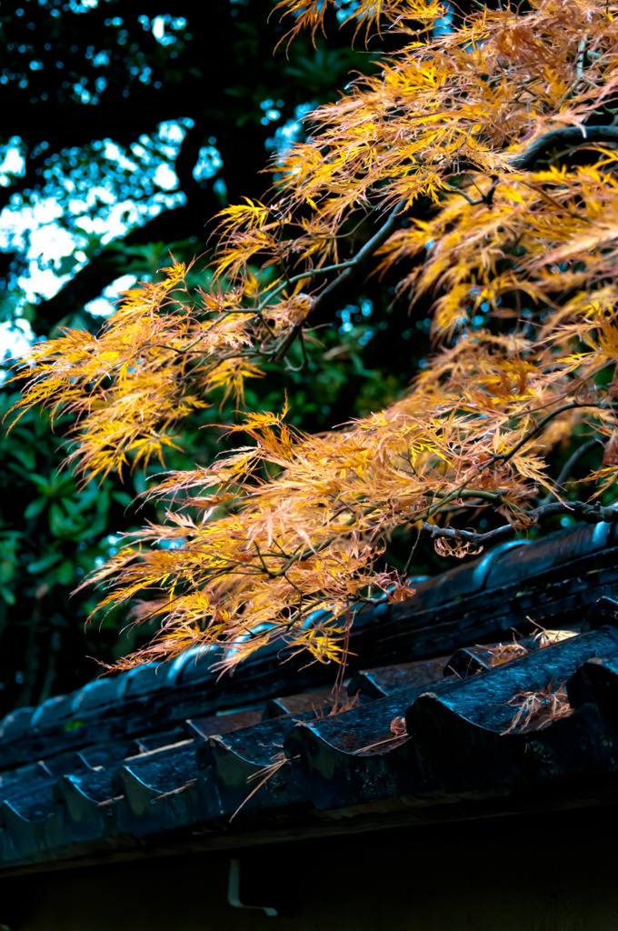 紅葉