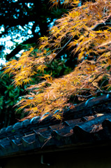 紅葉