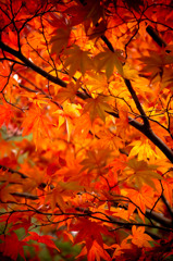 紅葉