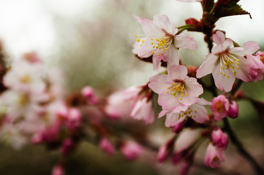 千島桜