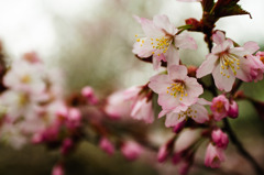 千島桜