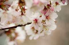 千島桜