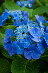 雨上がりの紫陽花
