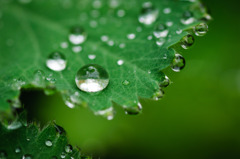 水玉模様