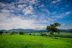 夏の高原