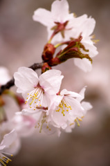 千島桜