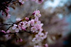 千島桜