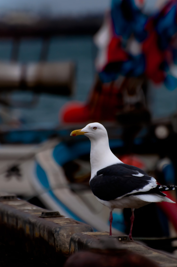 カモメ