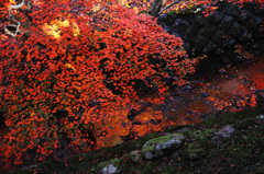 紅葉