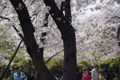 桜雨