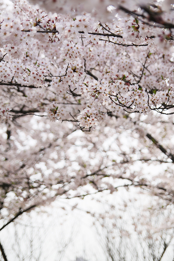 桜満開