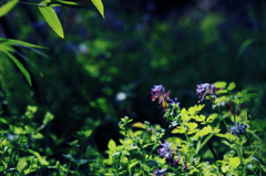 wonderland