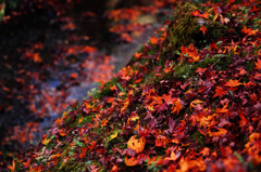 紅葉