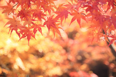 紅葉
