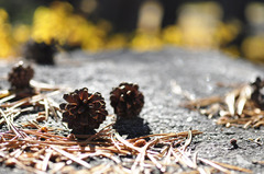 pinecones