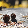 pinecones