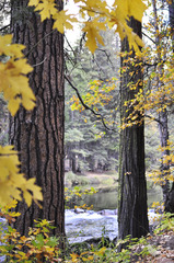 leaves-river