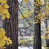 leaves-river