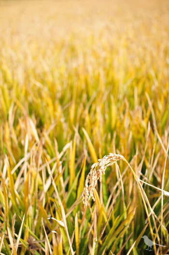 rice_field